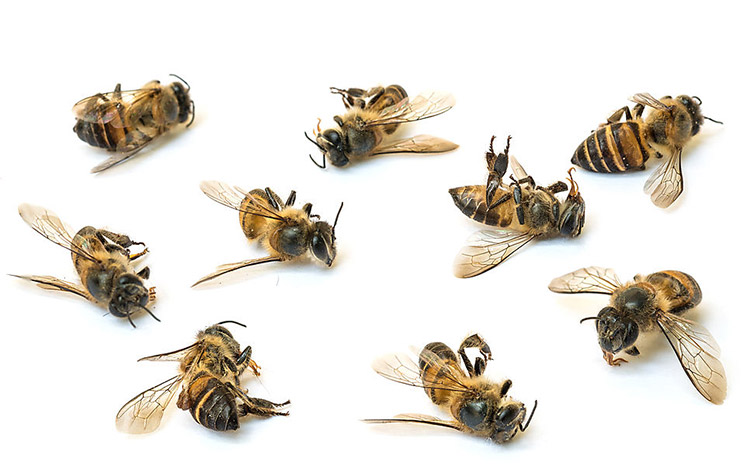 Пчелы погибли зимой