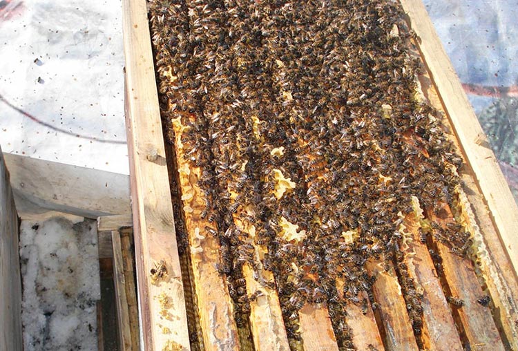 Пчелы зимой в улее
